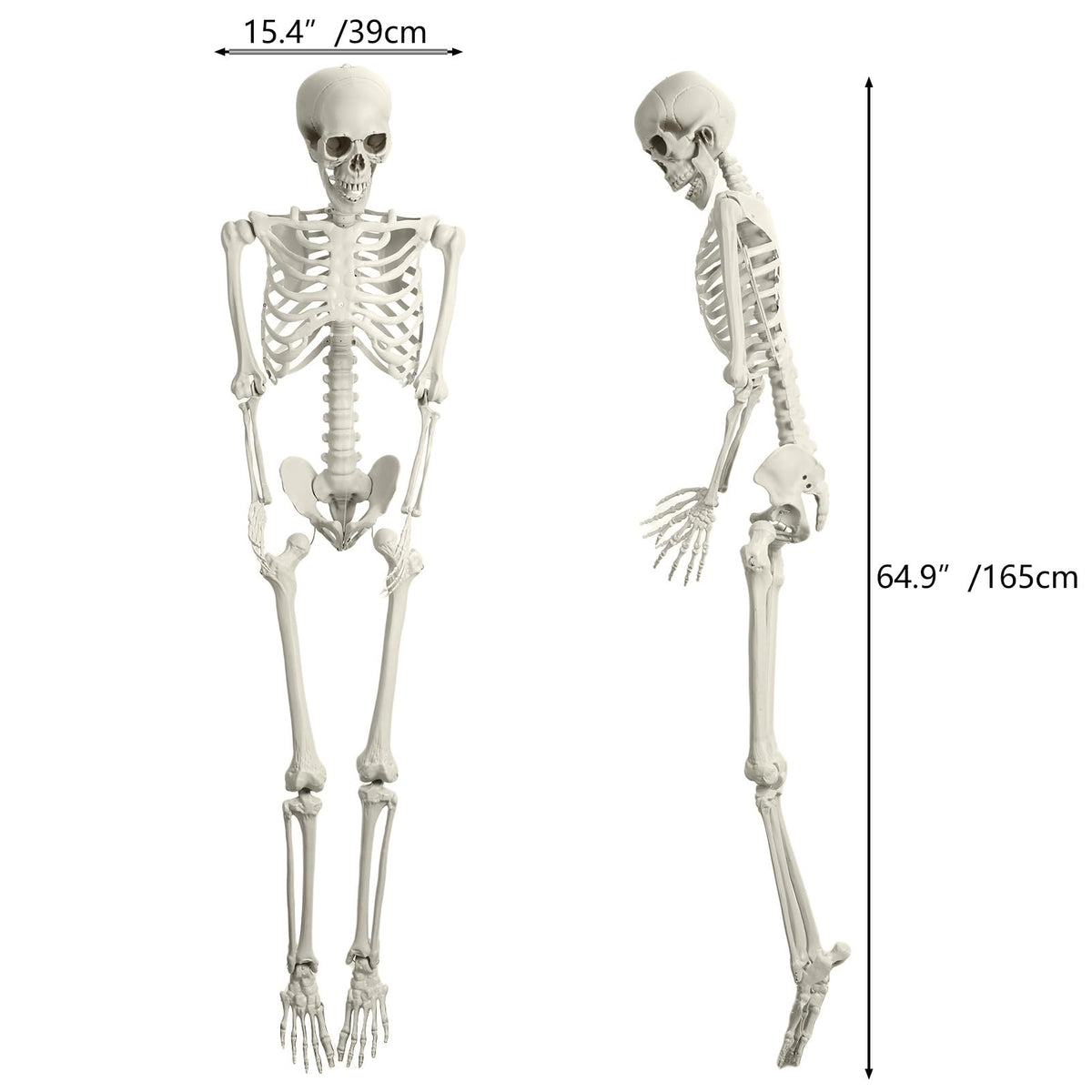 Life Size Poseable Skeleton V314437