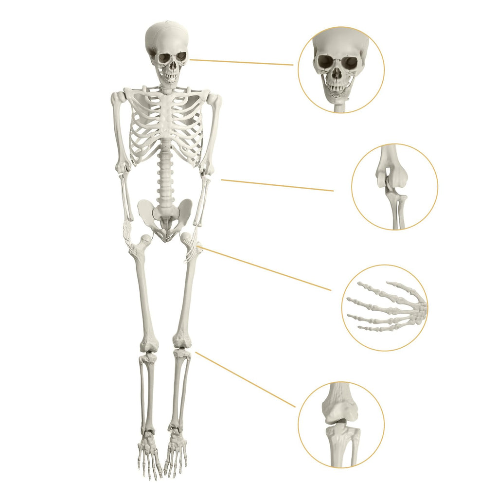 Life Size Poseable Skeleton V314437